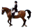MGVELO, l'équitation et l'hippisme