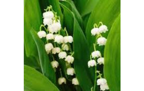 Bon 1er mai à tous