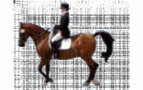 MGVELO, l'équitation et l'hippisme